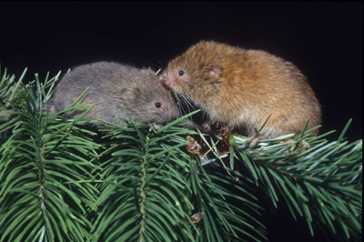 Red Tree Vole