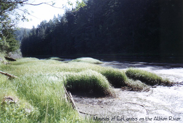 eelgrass