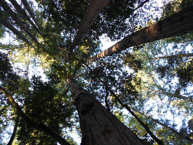 Canopy Ravens' Call