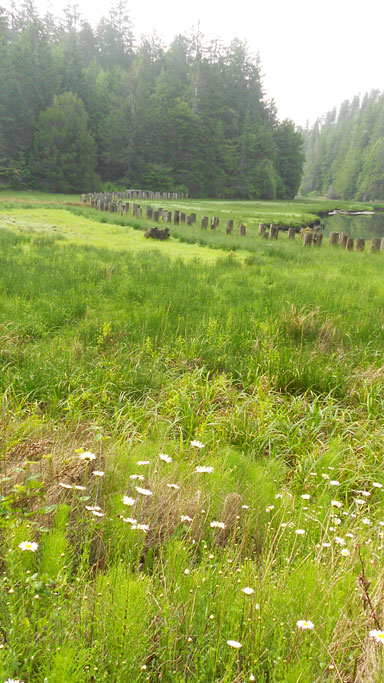 Enchanted Meadow