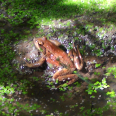 Red Legged Frog