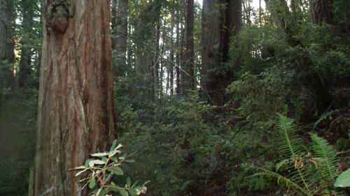 Forest Ravens' Call