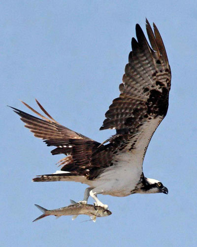Osprey