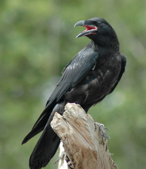 Raven's Call
